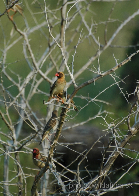 puku rsa 436.jpg - Red-billed Quelea (Quelea quelea)